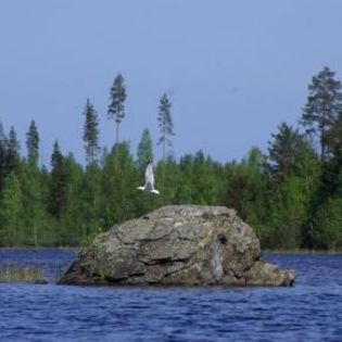 56862_6fb4cd0ba23f6ac5fe39334c4ac58259_mdsq - BIRDS