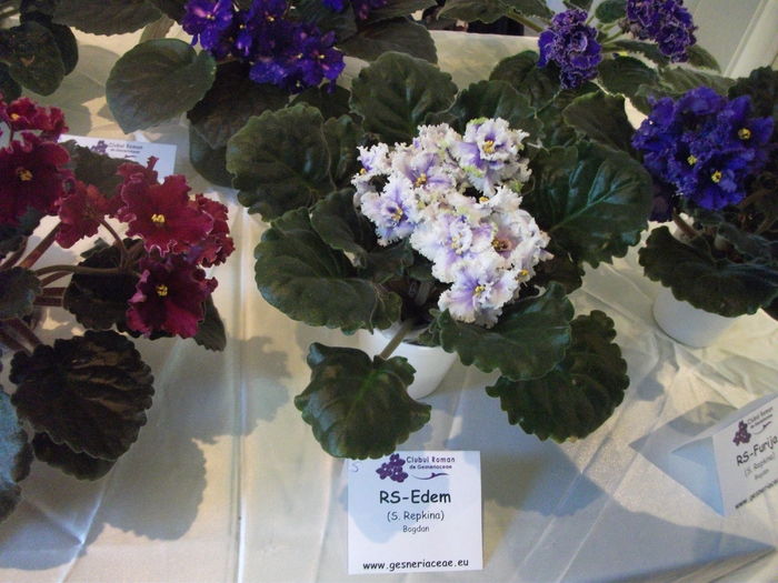 DSCF8073 - Expozitia de gesneriaceae Bucuresti noiembrie 2015