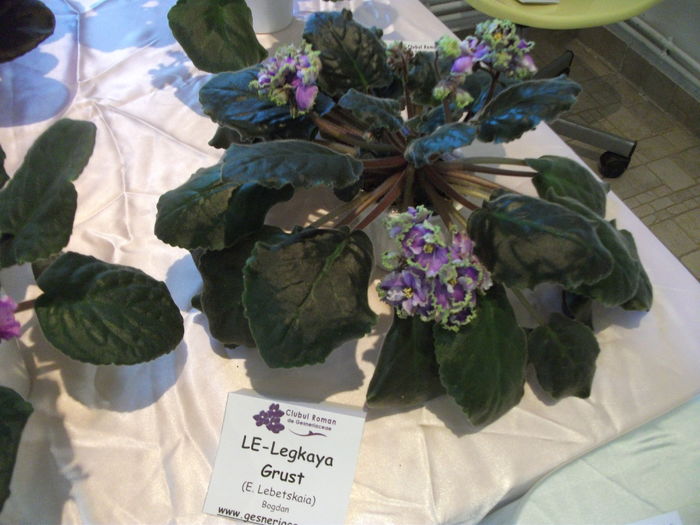 DSCF8082 - Expozitia de gesneriaceae Bucuresti noiembrie 2015