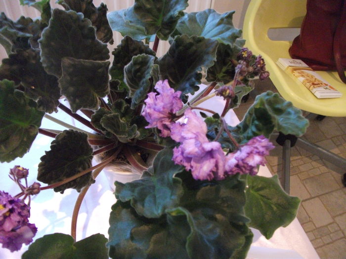DSCF8085 - Expozitia de gesneriaceae Bucuresti noiembrie 2015