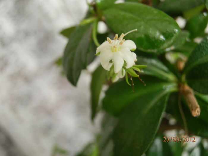 P9231674 - 00_Bonsai-Carmona microphylla