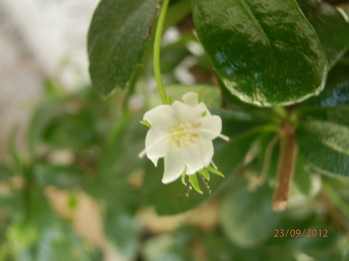 P9231675 - 00_Bonsai-Carmona microphylla