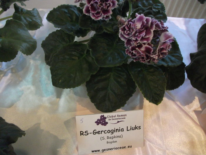 DSCF8096 - Expozitia de gesneriaceae Bucuresti noiembrie 2015