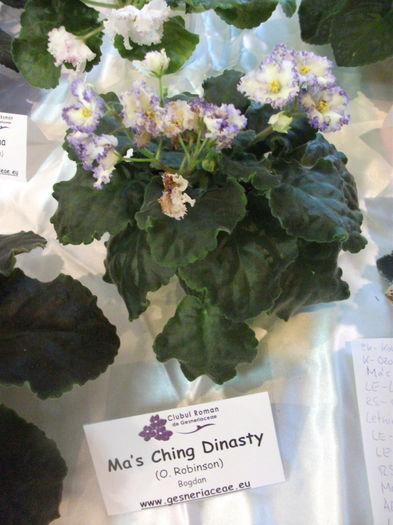 DSCF8097 - Expozitia de gesneriaceae Bucuresti noiembrie 2015