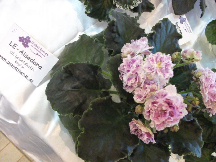 DSCF8098 - Expozitia de gesneriaceae Bucuresti noiembrie 2015