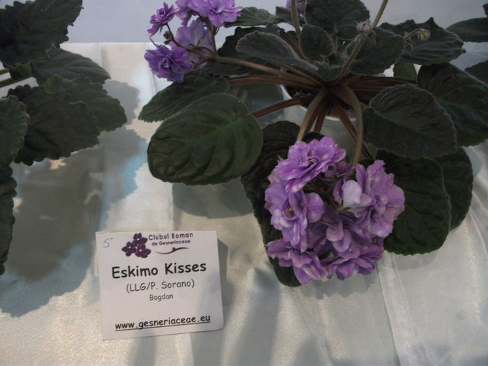 DSCF8108 - Expozitia de gesneriaceae Bucuresti noiembrie 2015