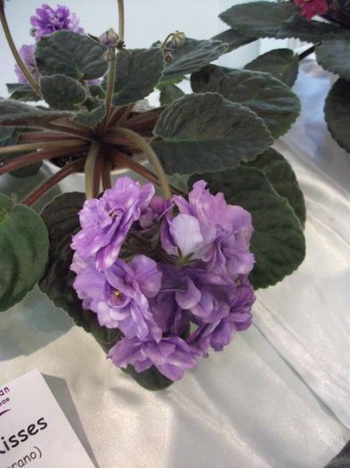 DSCF8109 - Expozitia de gesneriaceae Bucuresti noiembrie 2015