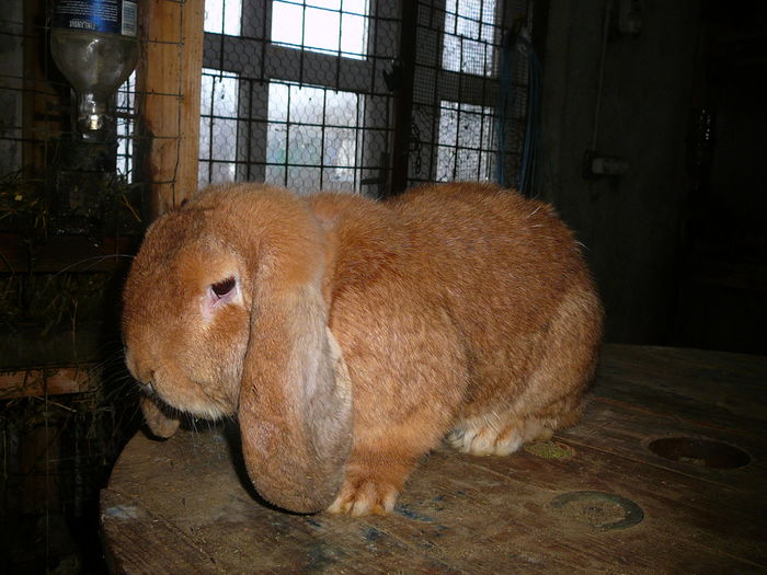 Mascul culoarea : Rosu_1 (2016); Sacrificat !
