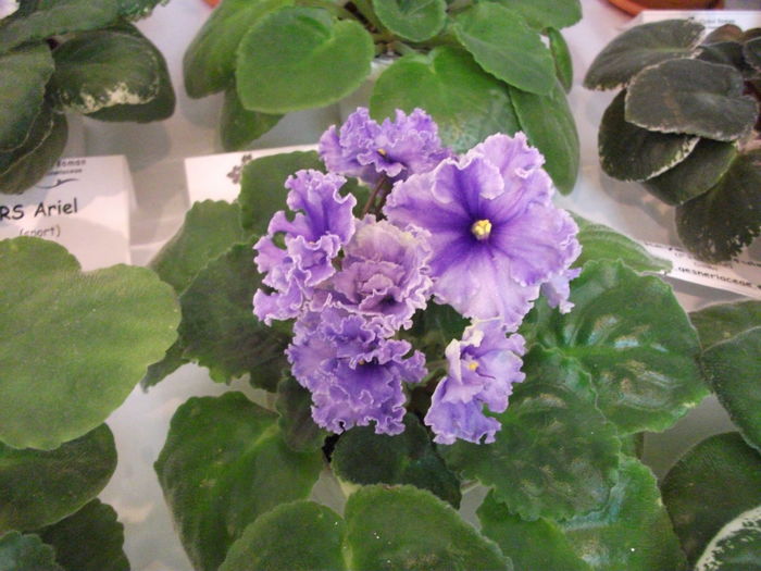 DSCF8184 - Expozitia de gesneriaceae Bucuresti noiembrie 2015