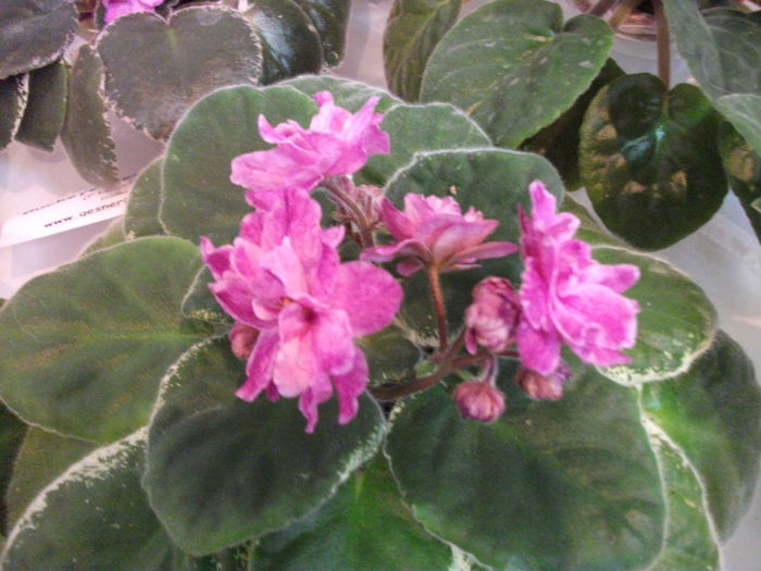 DSCF8186 - Expozitia de gesneriaceae Bucuresti noiembrie 2015