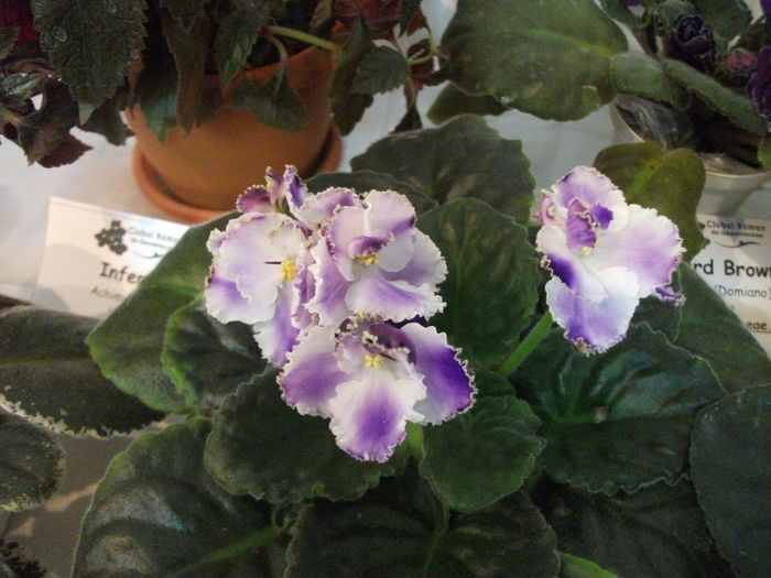 DSCF8190 - Expozitia de gesneriaceae Bucuresti noiembrie 2015