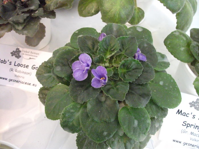 DSCF8201 - Expozitia de gesneriaceae Bucuresti noiembrie 2015