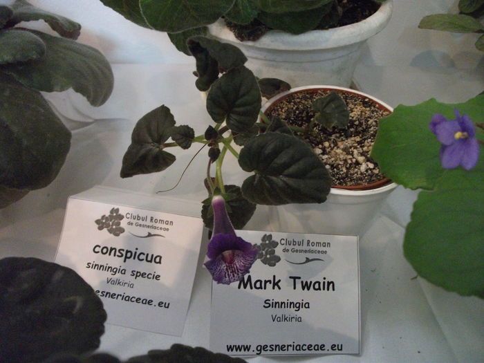 DSCF8206 - Expozitia de gesneriaceae Bucuresti noiembrie 2015