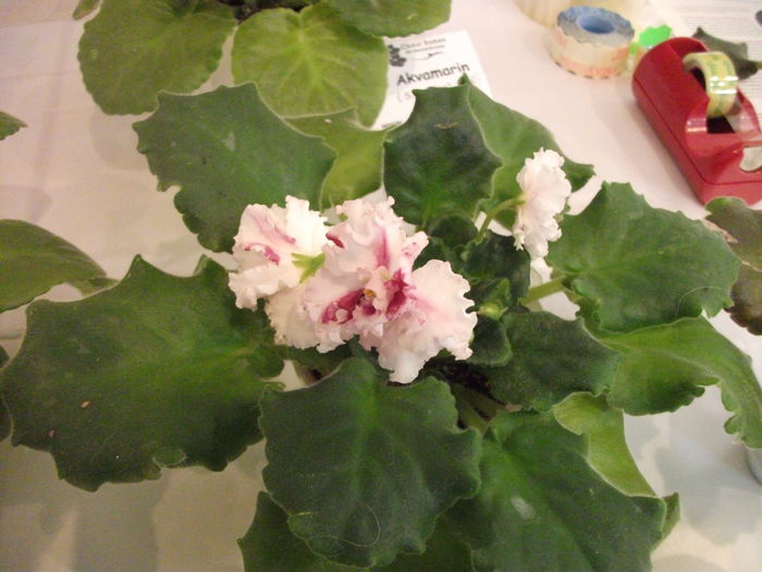 DSCF8209 - Expozitia de gesneriaceae Bucuresti noiembrie 2015