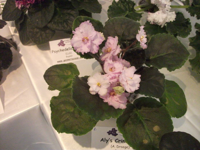 DSCF8219 - Expozitia de gesneriaceae Bucuresti noiembrie 2015