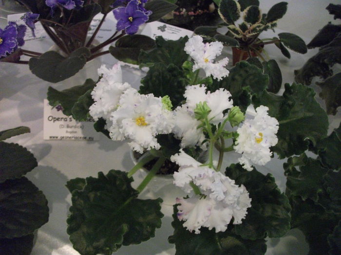 DSCF8220 - Expozitia de gesneriaceae Bucuresti noiembrie 2015