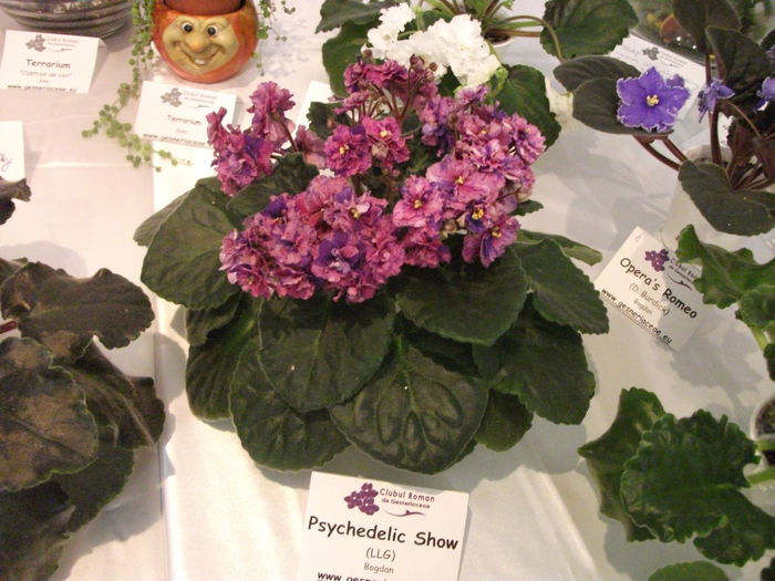 DSCF8222 - Expozitia de gesneriaceae Bucuresti noiembrie 2015