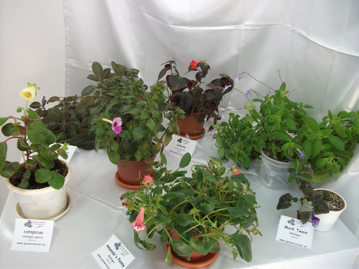 DSCF8228 - Expozitia de gesneriaceae Bucuresti noiembrie 2015