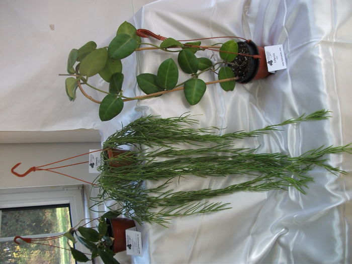 DSCF8239 - Expozitia de gesneriaceae Bucuresti noiembrie 2015