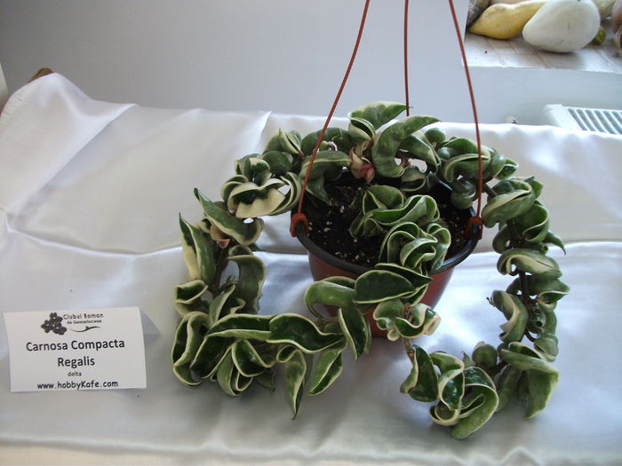 DSCF8243 - Expozitia de gesneriaceae Bucuresti noiembrie 2015