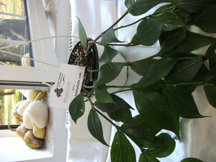 DSCF8245 - Expozitia de gesneriaceae Bucuresti noiembrie 2015