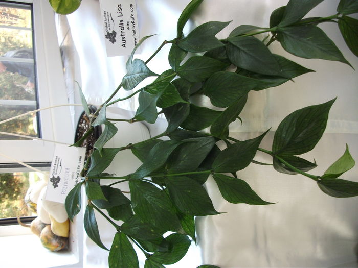 DSCF8246 - Expozitia de gesneriaceae Bucuresti noiembrie 2015