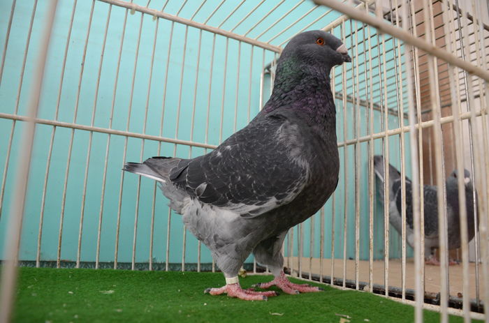 DOR_1374 M-2015 - Porumbei Americani-Vanduti