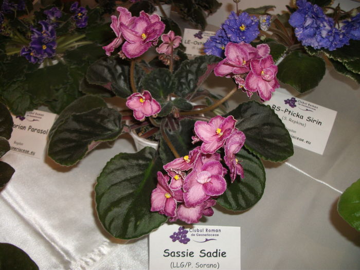 DSCF8058 - Expozitia de gesneriaceae Bucuresti noiembrie 2015