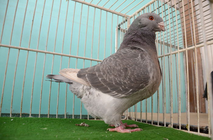 F-2014-E-905-RO - Porumbei Americani-Vanduti