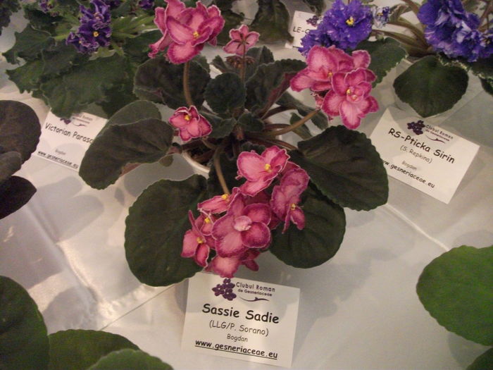 DSCF8059 - Expozitia de gesneriaceae Bucuresti noiembrie 2015