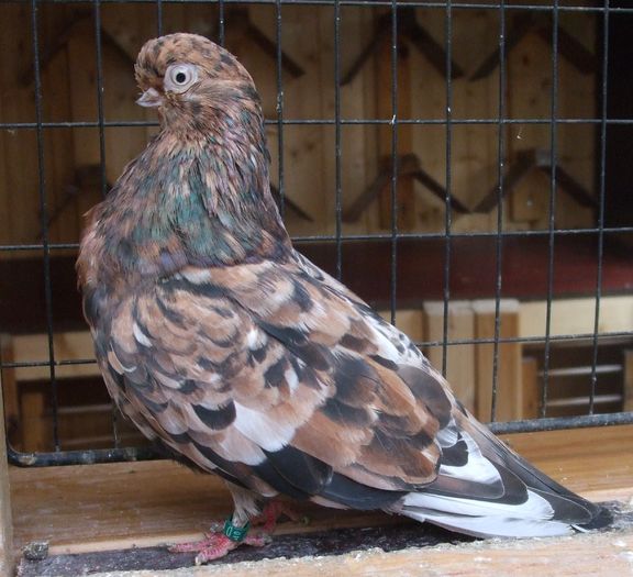 original_f899139df5e1059396431415e770c6dd