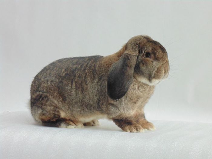 BELIER campion european 2015