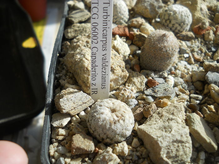 Turbinicarpus valdezianus,Capaderito TGC06002 25 lei REZERVAT - Astrophytum