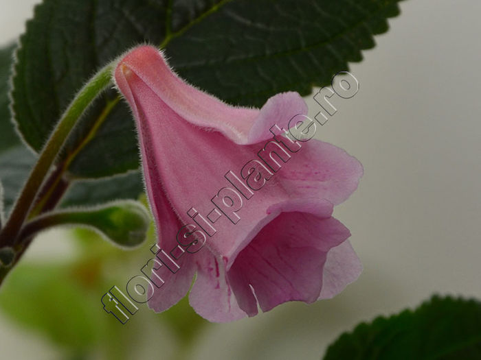 Sinningia Kevin Garnett - GLOXINIA _ SINNINGIA 2