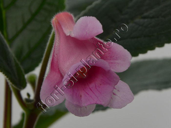 Sinningia Kevin Garnett - GLOXINIA _ SINNINGIA 2