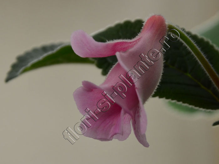 Sinningia Kevin Garnett - GLOXINIA _ SINNINGIA 2