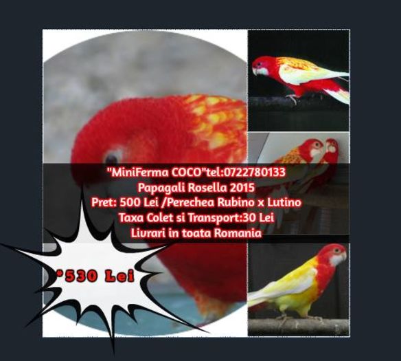 Papagali Rosella; 500 lei/pereche mascul rubino x femela lutino   30 lei/taxa transport
