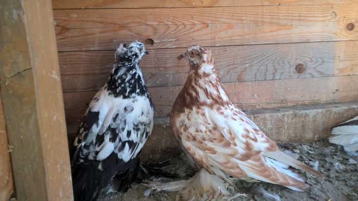 WP_20151114_13_27_08_Pro - Pui 2015