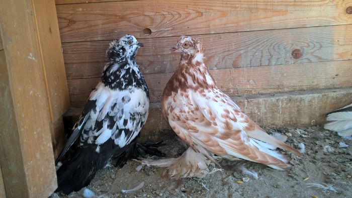 WP_20151114_13_27_11_Pro - Pui 2015