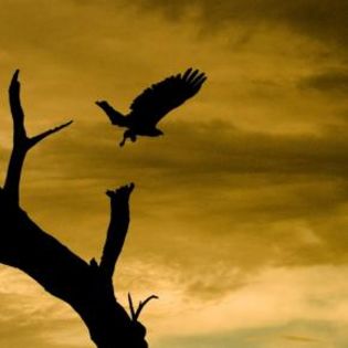 56953_9c3486f6a8b8d8ff00b586a7fa92feb1_mdsq - BIRDS