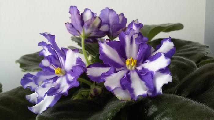 arctic frost - a frunze de violete de vanzare