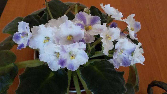 Amur - a frunze de violete de vanzare