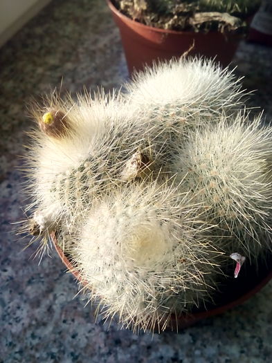 rebutia muscula - CACTUSI rog identificare