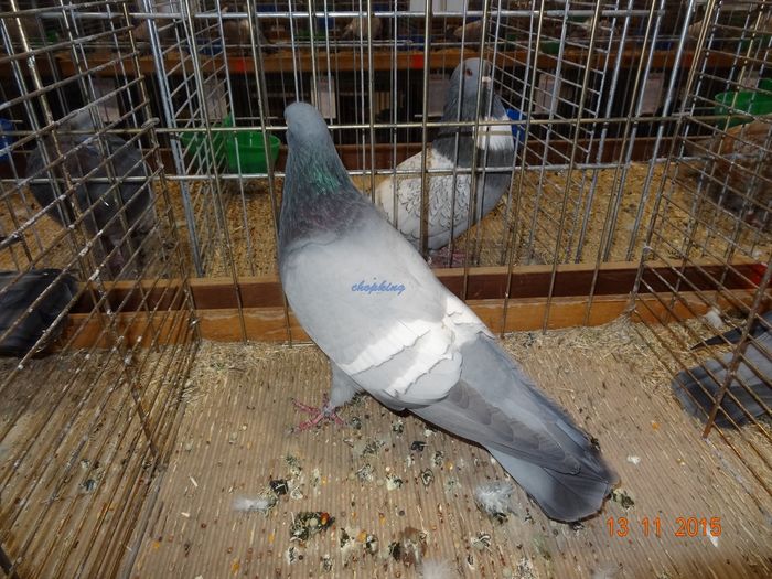 DSC06011