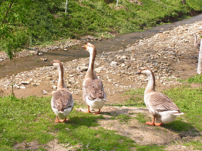 gasca - gasca caranculata