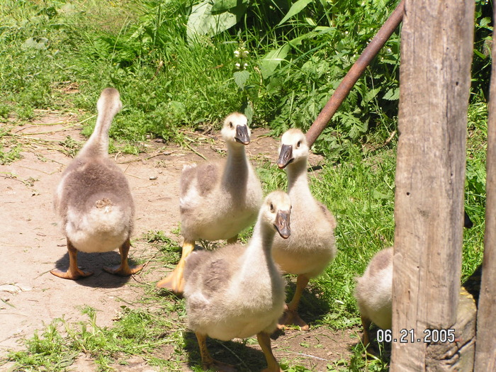 gasca (2) - gasca caranculata