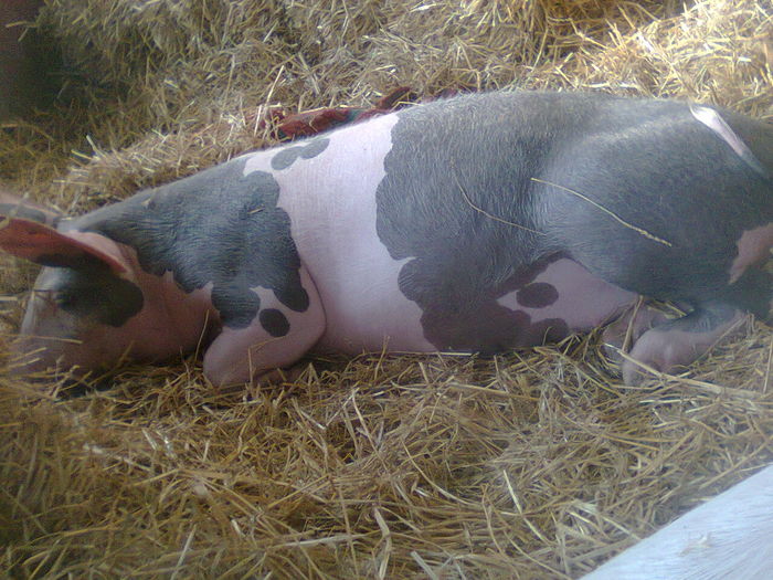 fotografie0183_001 - PORCI