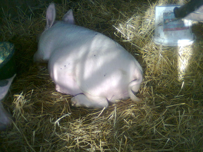 fotografie0195_001 - PORCI