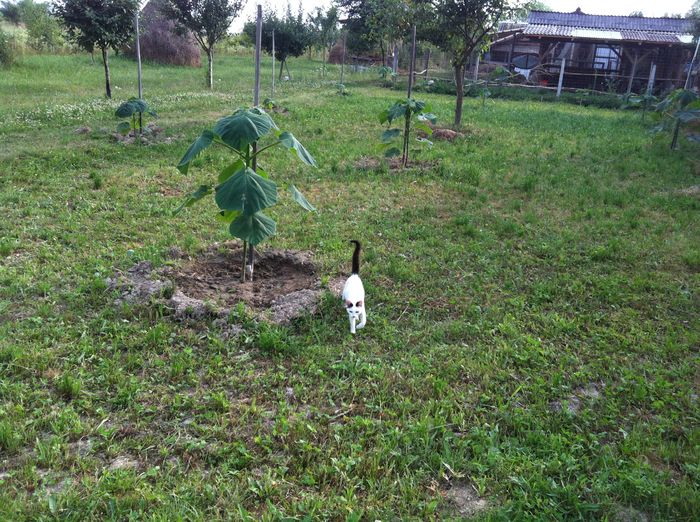 IMG_3622 - Paulownia 2015-2016