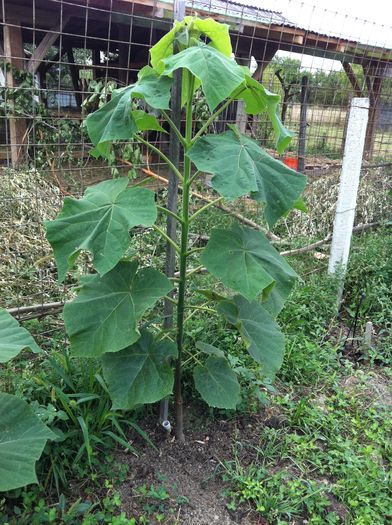 IMG_3711 - Paulownia 2015-2016